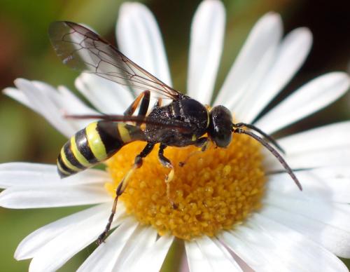 Gorytes laticinctus